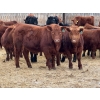 Image 2 : Allison Farms - 1000# January Delivery Steers - 62 Head (Delburne, AB)