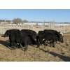 Image 4 : Michael Jennings - 540# March Delivery Steers - 75 Head (Condor, AB)