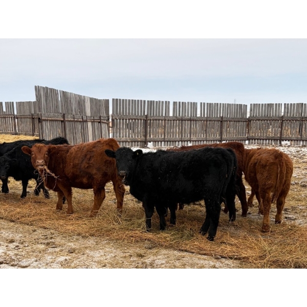 Francis Dyck - 630# February Delivery Heifers - 73 Head (Swift Current, SK)