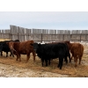 Image 1 : Francis Dyck - 630# February Delivery Heifers - 73 Head (Swift Current, SK)