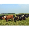 Image 1 : Ramage Land & Cattle - 525# November Delivery Steer Calves - 220 Head (Fairlight, SK) VBP+