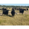 Image 2 : Chris, Debbie & Dwayne Wimmer - 820# September Delivery Grass Heifers - 72 Head (Lundar, MB)