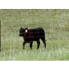 Image 3 : White Moose Ranches - 450# October Delivery Heifer Calves - 190 Head (Diamond Valley, AB)