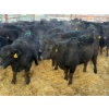 Image 1 : Armstrong Family Ranch - 18 Heifers (Pen 150A)