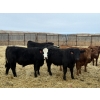 Image 5 : Attema Farms Ltd. - 975# March Delivery Steers - 64 Head (Bentley, AB)