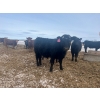 Image 5 : 3 Bar Land & Cattle - 700# May Delivery Heifers - 85 Head (Ste. Rose, MB)