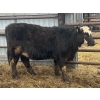 Image 6 : Lake Thelma Farms - 75 Angus X Replacement Heifers (Coronation, AB)