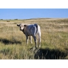 Image 8 : Farming Valley Ranch (Ben Tateson) - 590# November Delivery Steer Calves - 100 Head (Cereal, AB)