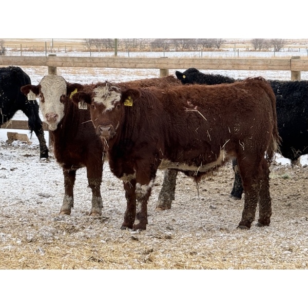 Jason & Kevin Szymanek - 850# December Delivery Weaned Steers - 55 Head (Stauffer, AB)