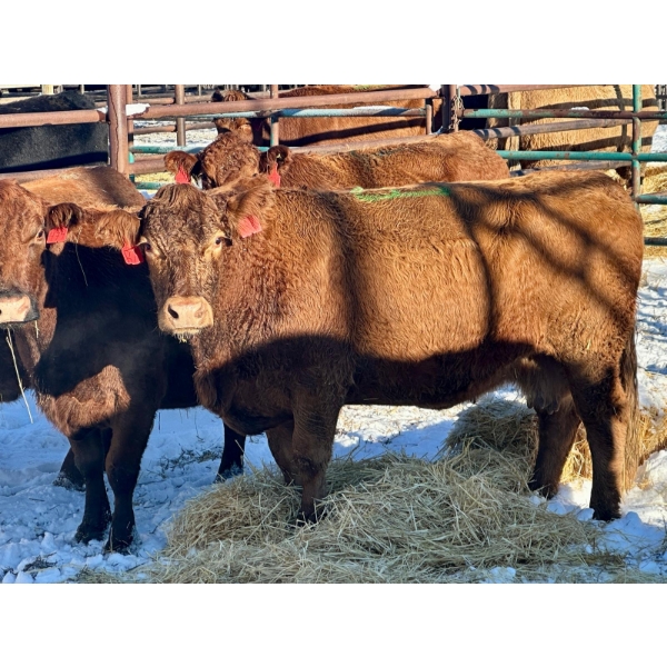 Resch Ranch - 5 Middle-Aged Cows (Pen 501) *Later Bred*