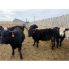 Image 12 : Belle Creek Stock Farms - 765# March Delivery Heifers - 160 Head (Belleview, MB)