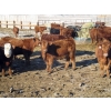 Image 3 : Riverview Ranch Ltd. - 720# February Delivery Steers - 55 Head (Bow Island, AB)