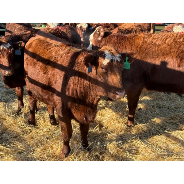 Fox Cattle Co. - 10 Bred Heifers (Pen 420)