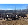 Image 2 : Clay Ridge Stock Farms Inc. - 625# May Delivery Heifers - 56 Head (Fairlight, SK)