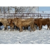 Image 5 : Turtleview Livestock - 750# January Delivery Steers - 77 Head (Goodlands, MB) VBP+