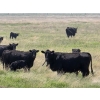 Image 6 : Josh Maser - 530# November Delivery Steer Calves - 195 Head (Elkwater, AB)