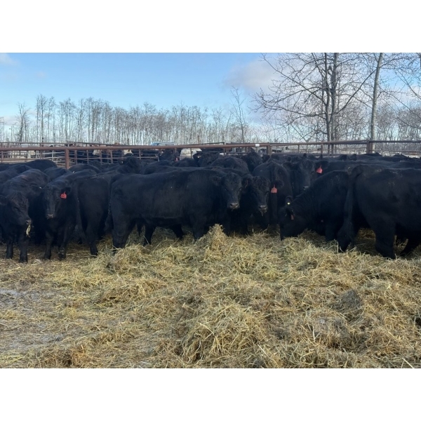 Zuchkan Farms Land & Livestock Ltd. - 55 Black/BBF Angus X April/May Calving Bred Heifers