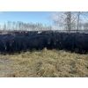 Image 1 : Zuchkan Farms Land & Livestock Ltd. - 55 Black/BBF Angus X April/May Calving Bred Heifers
