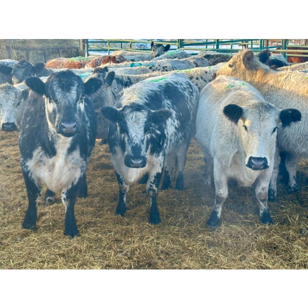 Crooked Creek Ranch - 15 Second Calvers (Pen 532B)