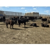 Image 9 : SVM Farms - 590# May Delivery Steers - 87 Head (Vauxhall, AB)