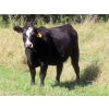 Image 7 : Taylor Enterprises Inc. - 875# October Delivery Grass Heifers - 100 Head (Wawota, SK)