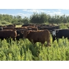 Image 4 : Sheldon Reimer - 940# September Delivery Grass Heifers - 325 Head (Cromer, MB)