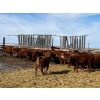 Image 5 : Hillcrest Farming Co. - 690# March Delivery Steers - 90 Head (Dundurn, SK)