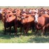 Image 6 : Moose Creek Red Angus Ltd. - 995# October Delivery Grass Heifers - 440 Head (Kisbey, SK)