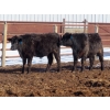 Image 13 : Bezan Cattle Corporation - 725# March Delivery Steers - 75 Head (Midale, SK)
