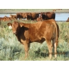 Image 9 : Leonard Lundquist & Andrew Ranching - 650# Steer Calves - 95 Head (Rolling Hills, AB)
