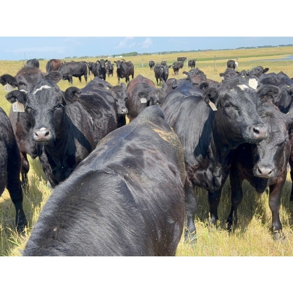 DK Livestock - 960# September Delivery Grass Heifers - 250 Head (Strathmore, AB)