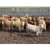 Image 3 : Lesher Lane Enterprises - 910# July Delivery Heifers - 204 Head (Lacombe, AB)