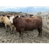 Image 4 : Birch Island Land & Cattle - 1050# June/July Delivery Heifers - 57 Head (Rhein, SK)