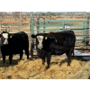 Image 2 : Duane & Austin Ashbacher - 3 Bred Heifers (Pen 144)
