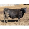 Image 5 : Leib Farm & Ranch Ltd. - 15 Black Angus/Black Angus X Bred Cows (Southey, SK)