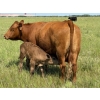 Image 15 : Lee Johnston - 35 Red/Red X Cow/Calf Pairs (Welwyn, SK)