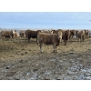 Image 5 : Bauer Ranching - 890# February Delivery Steers - 210 Head (Hilda, AB)
