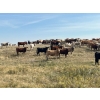 Image 4 : Crisp Ranches - 900# October Delivery Grass Heifers - 136 Head (Monitor, AB)