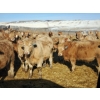 Image 3 : Forbes Bros. Ranching - 870# March Delivery Steers - 340 Head (Senlac, SK)