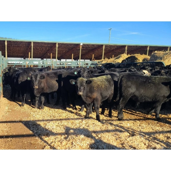 Roberts Ranching - 580# October Delivery Steer Calves - 70 Head (Lac La Hache, BC)
