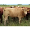 Image 9 : Taylor Enterprises Inc. - 925# September Grass Heifers - 66 Head (Wawota, SK)