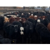 Image 4 : Fridlington Family Farms - 675# March Delivery Heifers - 243 Head (Kersley, BC)