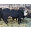Image 2 : Lazy J Cattle Co. - 10 Third Calvers (Pen 439)