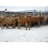 Image 3 : Vossepoel Cattle Co. - 595# December Weaned Heifers - 198 Head (Tilley, AB)