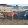 Image 7 : Devick’s Ranch - 890# April Delivery Steers - 117 Head (Kamloops, BC)