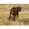 Image 8 : Paul & Krysten Gravelle - 550# October Steer Calves - 100 Head (Ceylon, SK) VBP+