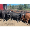 Image 2 : Turtleview Livestock - 930# October Delivery Grass Heifers - 62 Head (Goodlands, MB) VBP+