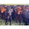 Image 11 : K6 Farms - 1000# Sept/Oct Delivery Grass Steers - 210 Head (Buck Lake, AB)