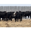 Image 5 : Doug & David Vollmer - 718# February Delivery Steers - 85 Head (Loreburn, SK)