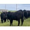 Image 3 : Round 2 Cattle Co. - 950# September Delivery Grass Steers - 40 Head (Nanton, AB)